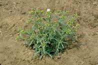 Common groundsel