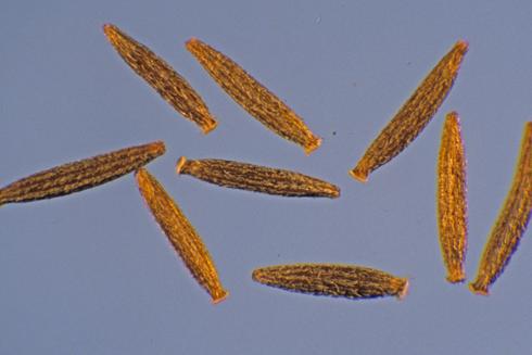 Seeds of common groundsel, <I>Senecio vulgaris.</I>.