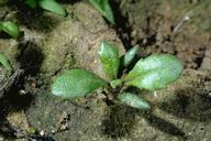 Seedling of common groundsel, Senecio vulgaris.