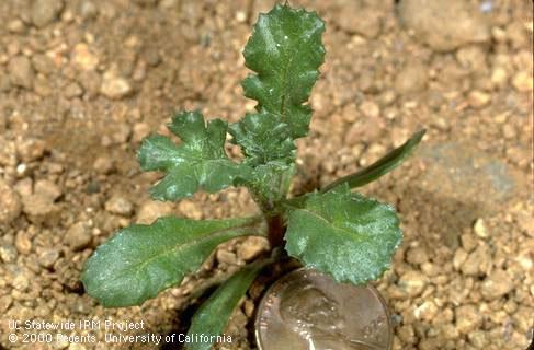 Seedling of groundsel, common groundsel.