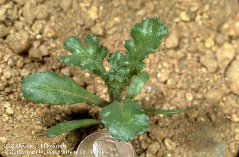 Seedling of groundsel, common groundsel.