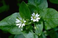 Flower of common chickweed.