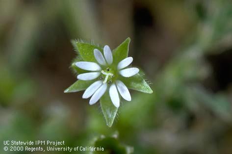 Flower of common chickweed, <I>Stellaria media</I><TT>.</TT>.