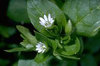 Common chickweed