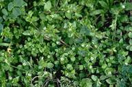 Chickweed, Stellaria media.