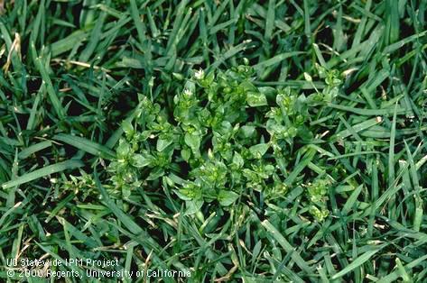 Mature chickweed in turf.