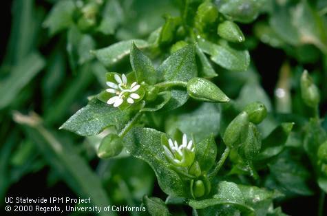 A close-up of the leaves and flower of chickweed.