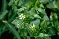 The leaves and flower of chickweed, Stellaria media.