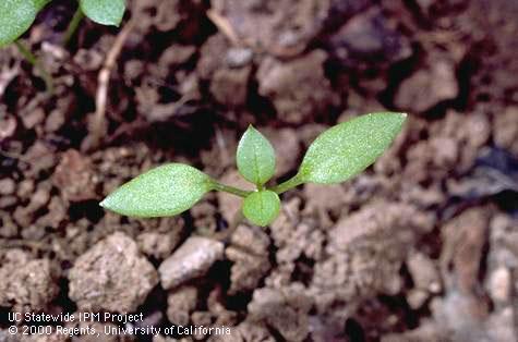 Seedling of common chickweed.