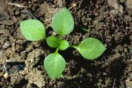 Seedling of common chickweed.