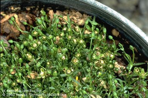 Birdseye pearlwort, Sagina procumbens (Caryophyllaceae) infesting a nursery container plant, UC Davis, Yolo County, close-up view of the weed.  Credit: Jack Kelly Clark