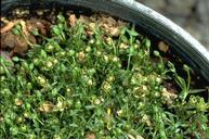 Birdseye pearlwort