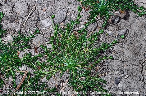 Birdseye pearlwort    Credit: Joseph M. DiTomaso
