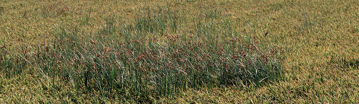 Infestation of river bulrush.