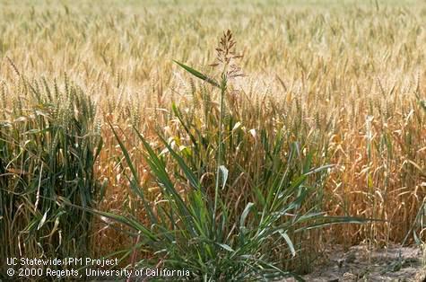 Johnsongrass infestation, <I>Sorghum halepense</I><TT>.</TT>.