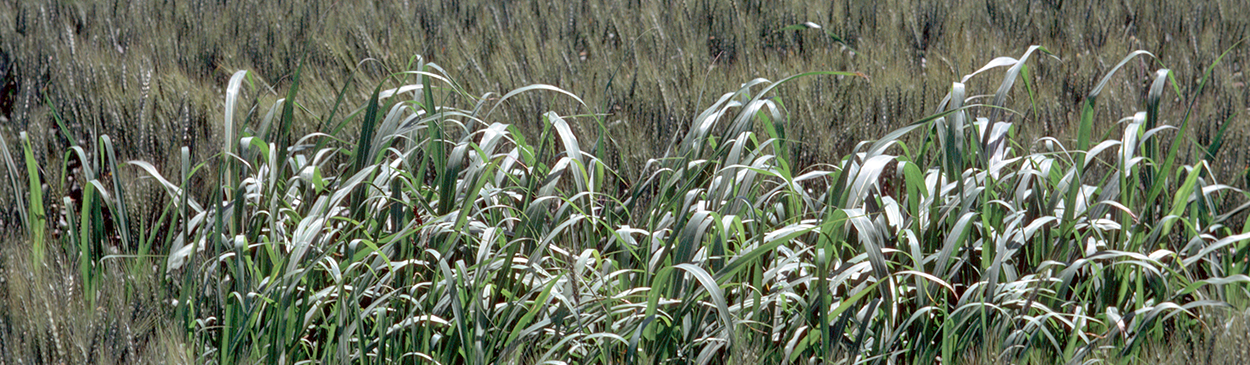 Infestation of johnsongrass, Sorghum halepense.