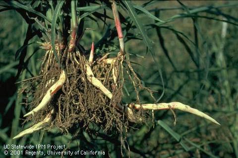 Roots of johnsongrass.