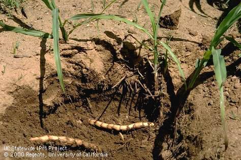 Johnsongrass roots, <I>Sorghum halepense</I><TT>.</TT>.