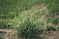 Yellow foxtail, spikelike but is a compact panicle