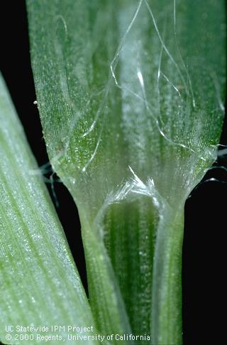 Collar region showing ligule with other tufts of hair at base and margins of the blade, 5X; . Credit: Jack Kelly Clark