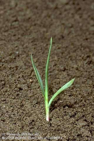 Yellow foxtail seedling, <I>Setaria viridis</I><TT>.</TT>.