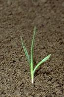 Seedling of yellow foxtail.