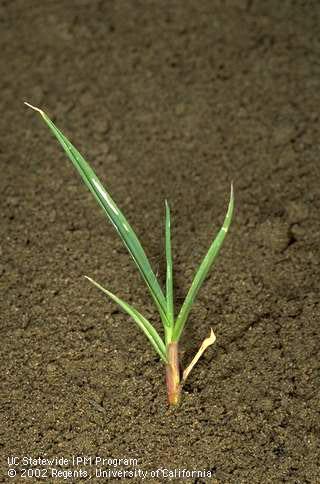 Seedling of yellow foxtail, <I>Setaria pumila,</I> at the four-leaf stage.