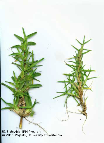 St. Augustinegrass, <i>Stenotaphrum secundatum,</i> (left) with rounded leaf tips and sharply folded or creased leaf blades and kikuyugrass, <i>Pennisetum clandestinum,</i> (right) with flatter, pointed leaves, both samples from mowed turf.