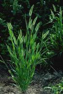 Green foxtail