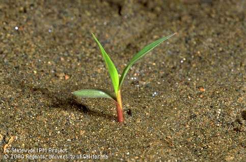 Seedling of green foxtail.