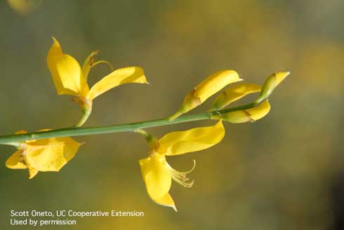 Close-up of flowers of Spanish broom, <i>Spartium junceum</i>.