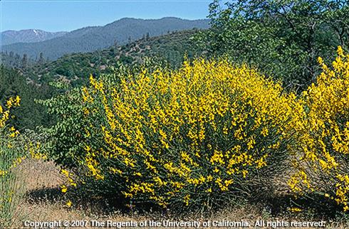 Spanish broom, <I>Spartium junceum,</I> plant.  