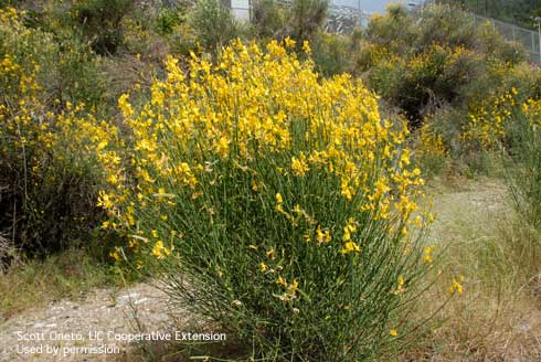 Spanish broom, <i>Spartium junceum</i>, growing alongside a hillside. 