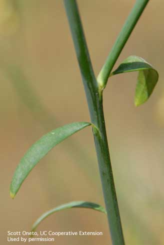 Stem and leaves of Spanish broom, <i>Spartium junceum</i>. 