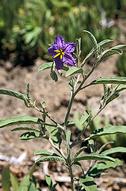 Silverleaf nightshade