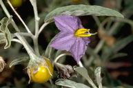 Silverleaf nightshade