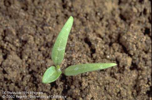 Seedling of silverleaf nightshade, <I>Solanum elaeagnifolium,</I> at the one-leaf stage. 