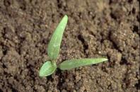 Seedling of silverleaf nightshade, Solanum elaeagnifolium, at the one-leaf stage.