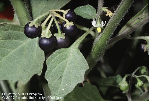 Fruit of black nightshade.