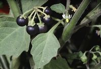 Black nightshade