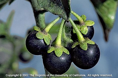 Black nightshade, <I>Solanum nigrum,</I> fruit cluster.  