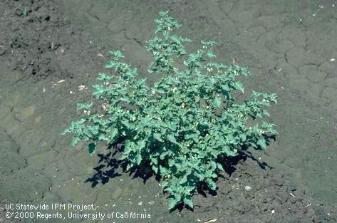 Mature black nightshade plant.