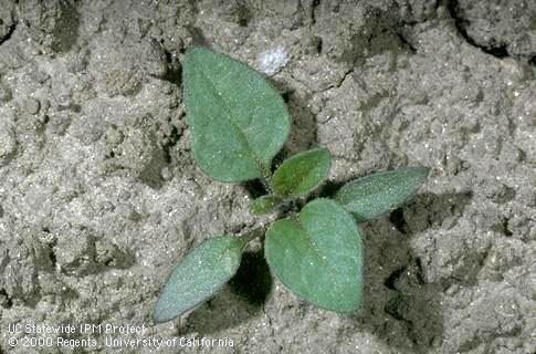 Seedling of black nightshade.