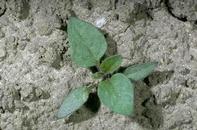 Black 
				nightshade seedling.