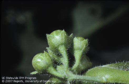 Fruit of hairy nightshade.