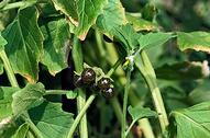 Hairy nightshade