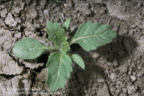 Seedling of hairy nightshade.