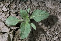 Hairy 
				nightshade seedling.