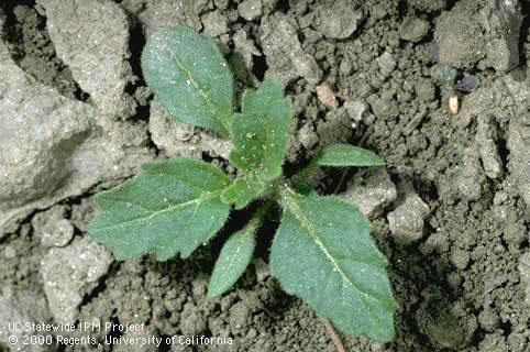 Seedling of hairy nightshade.