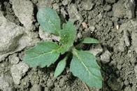 Hairy nightshade seedling.